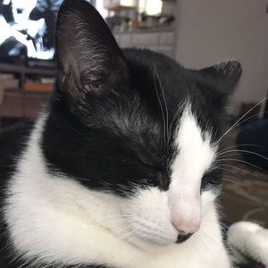 Meet your Posher, Bailey